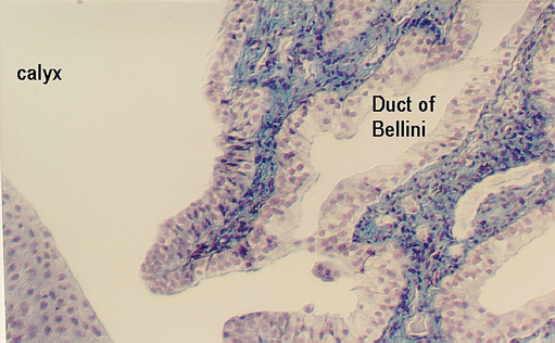 calyx1.jpg (103523 bytes)