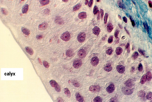 calyx3.jpg (76922 bytes)