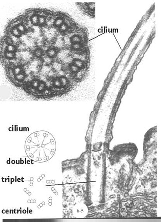 Epithelia | Microanatomy Web Atlas | Gwen V. Childs, Ph.D. cilium microvilli diagram 
