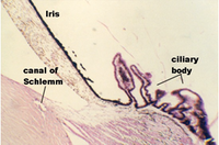 ciliary1.jpg (65800 bytes)