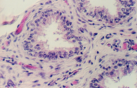 efferent1.jpg (321776 bytes)