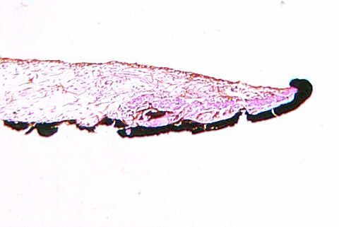 iris.jpg (31824 bytes)