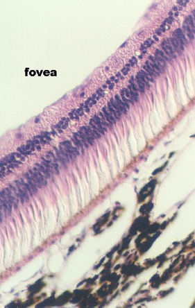 retina2.jpg (61871 bytes)