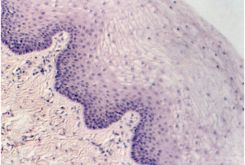 vagina3.jpg (76115 bytes)