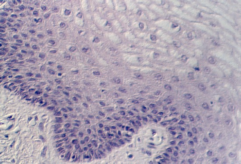 vagina4.jpg (79093 bytes)