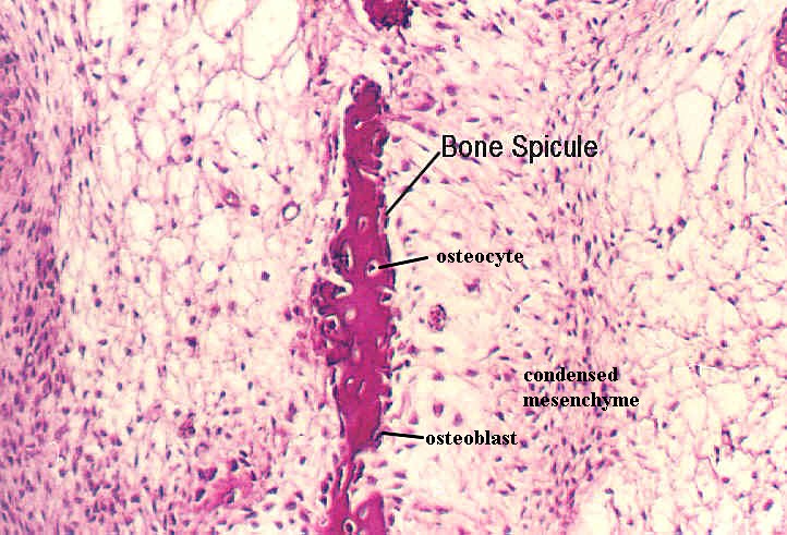 devbone5.jpg (60758 bytes)