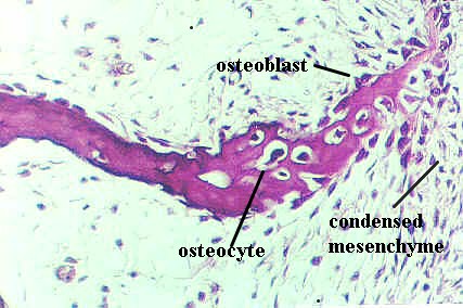 devbone7.jpg (43683 bytes)